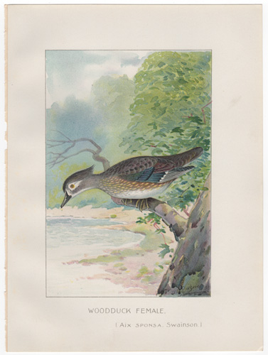 Denton fish lithograph from 1898